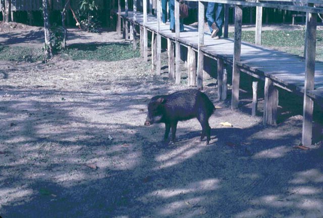 44Peccary