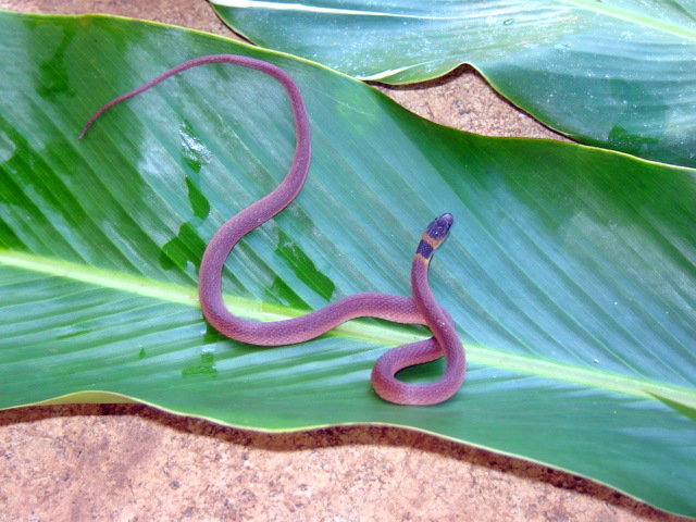 Ninia sabae (Red Coffee Snake)