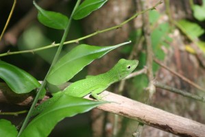 Green Anole01