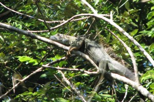 Iguana iguana 01