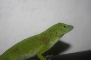 Norops biporcatus Canopoy Anole