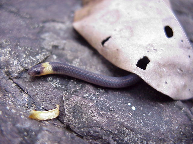 Thick-tailed Snake