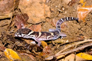 Banded Gecko Coleonyx mitratus