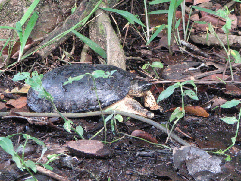 Rhinoclemmys funerea ~~~ Black River Turtle Black River Turtle