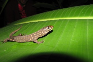 Lepidophyma reticulatun ~~~ CR Night Lizard