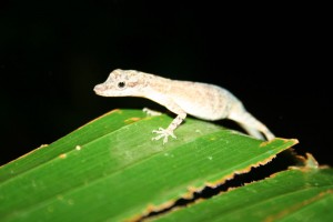Snoted Anole