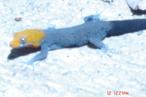 Yellow Head Gecko Gonatodes albqularis