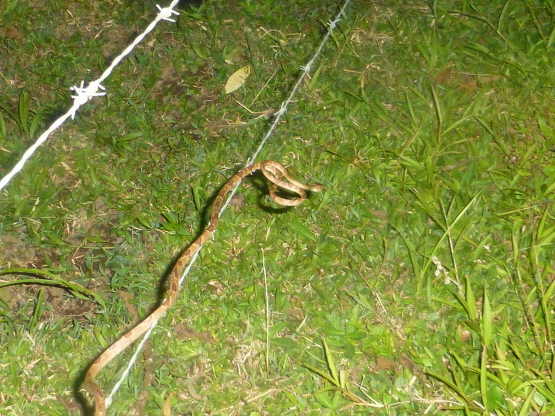 Bluntnose Tree Snake
