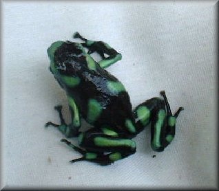 poisonarrowfrog